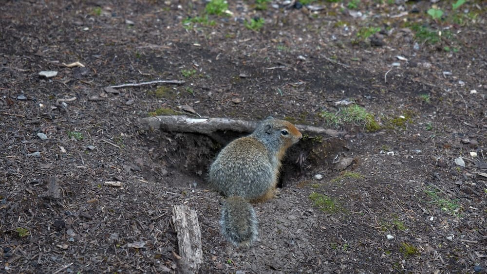 Ground Squirrel Beside a Burrow Near Halfway Lodge in Banff National Park, Alberta, Canada Ground squirrel sitting beside one of its burrow holes in the forest floor near Halfway Lodge, deep in Banff National Park, Alberta, Canada.