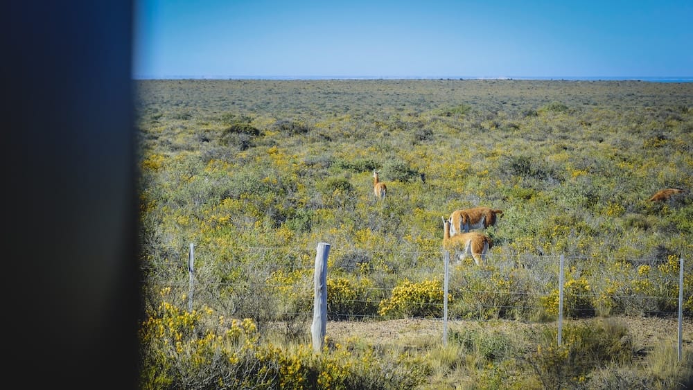 Guanacos grazing across the vast Patagonian steppe in Península Valdés Argentina, highlighting the region’s remote wilderness, open landscapes, and the frequent chance of spotting wildlife while traveling long distances through sparsely populated terrain.