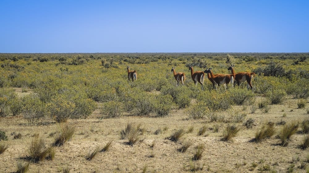 Guanacos atravesando la estepa patagónica de Península Valdés, Chubut, Patagonia, Argentina Una pequeña manada de guanacos se encuentra entre arbustos bajos en la estepa abierta de Península Valdés, Chubut, Patagonia, Argentina, bajo un cielo azul despejado y con el paisaje llano extendiéndose hasta el horizonte.