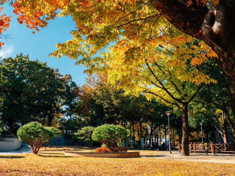Gwangju park gorgeous autumn colours