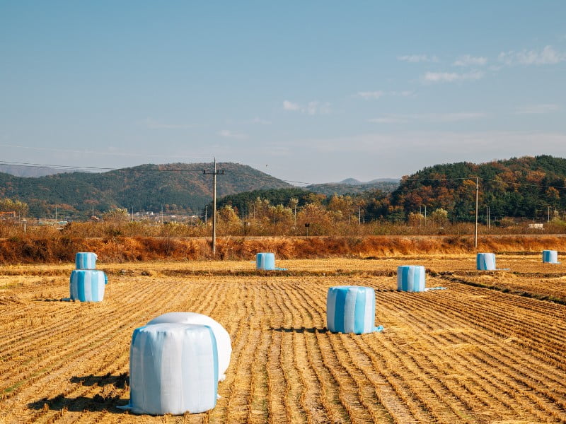 Gyeongju farmland field in South Korea 