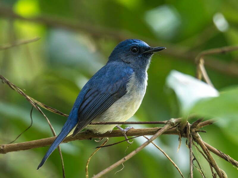 Hainan blue bird in China 