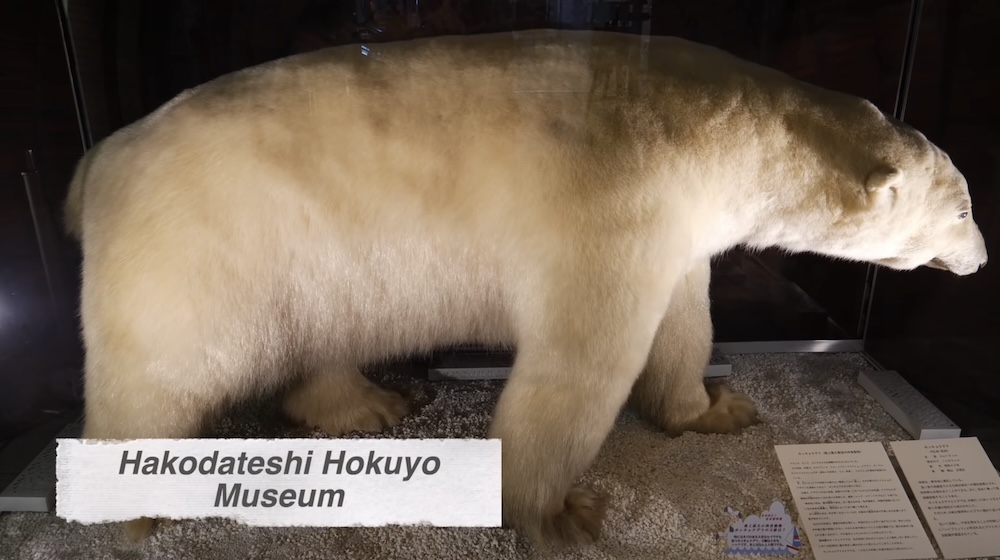 Polar bear taxidermy in a display case, Hakodate City Hokuyo Museum, Goryokaku, Hokkaido, Japan Large polar bear taxidermy mount standing on pale gravel behind glass at the Hakodate City Hokuyo Museum in Goryokaku, Hakodate, Hokkaido, Japan, with two Japanese information labels at the lower right.