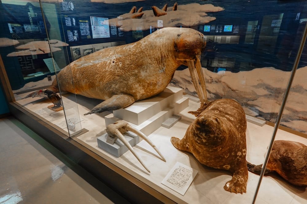 Taxidermy wildlife display inside Hakodate City Hokuyo Museum in Hakodate, Hokkaido, Japan, featuring a large walrus specimen with tusks, seal specimens and interpretive panels behind glass.