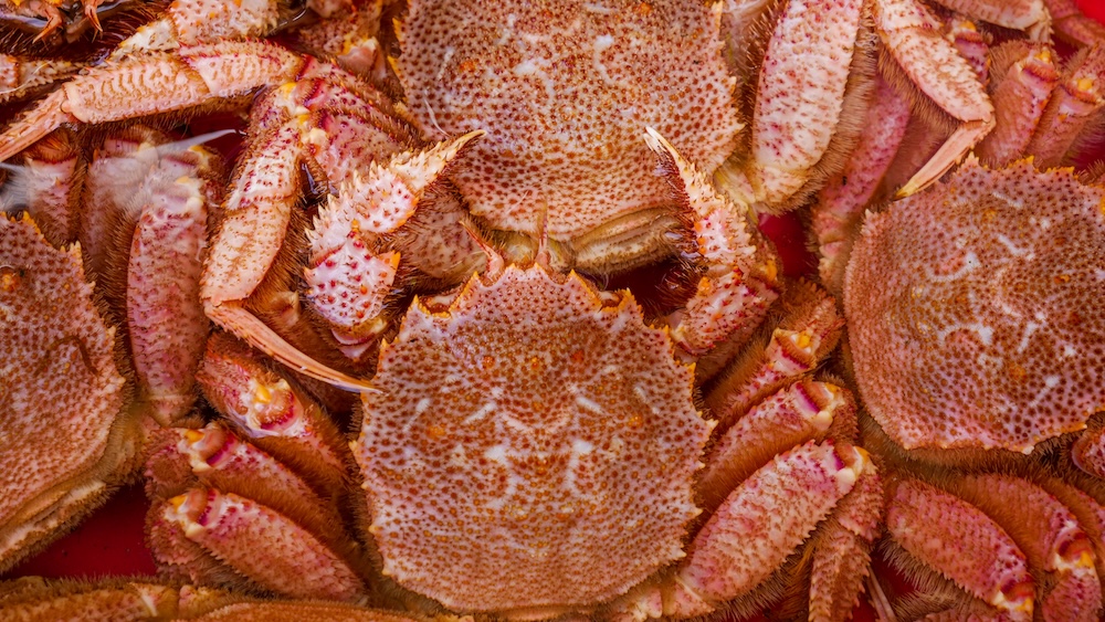 Cangrejos peludos japoneses kegani exhibidos en el Mercado Matutino de Hakodate, Hokkaido, Japón, con detalle de caparazones y pinzas Primer plano de varios cangrejos peludos japoneses, conocidos como kegani, exhibidos juntos en el Mercado Matutino de Hakodate, Hokkaido, Japón, con caparazones marrones moteados, pinzas espinosas y patas cubiertas de pelos.