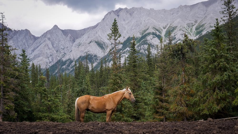 Un caballo marrón está parado en la zona del corral de Halfway Lodge, dentro del Parque Nacional Banff, Alberta, Canadá, con bosque denso de coníferas bajo empinadas paredes grises de las Montañas Rocosas canadienses.