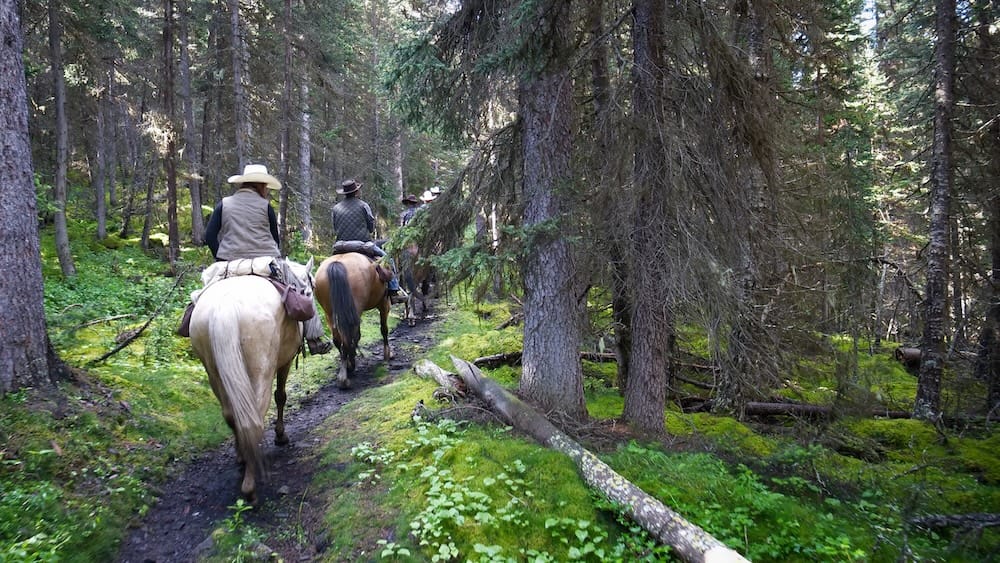 Horseback riders leave Halfway Lodge along a narrow forest trail in Banff National Park, Alberta, Canada, riding between dense evergreen trees as they begin the backcountry journey toward Allenby Pass.