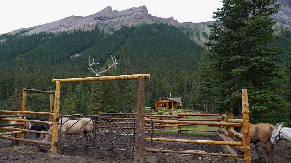 Horses at Halfway Lodge in Banff National Park, Alberta, Canada beside the backcountry corral and mountain setting Horses stand inside the corral at Halfway Lodge in Banff National Park, Alberta, Canada, with rustic log fencing, the lodge beyond and forested mountain slopes rising behind the remote backcountry property.