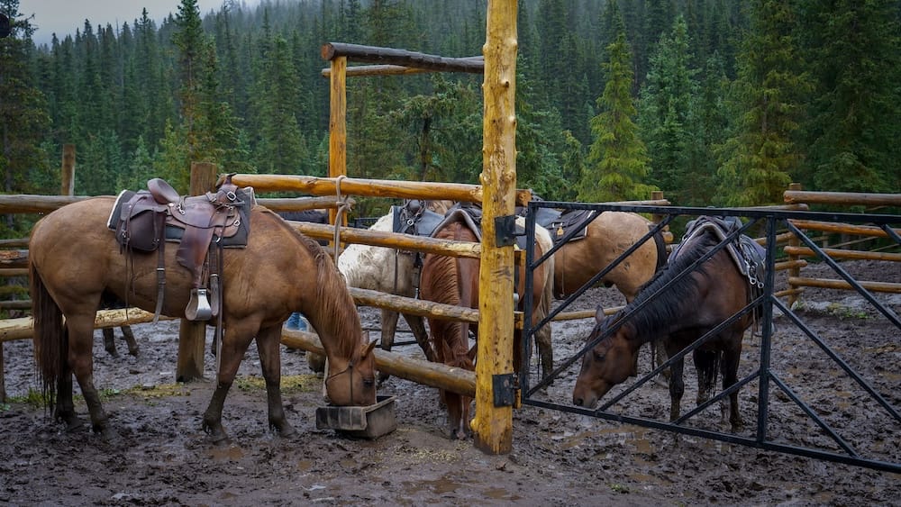 Caballos ensillados descansan y comen dentro de un corral embarrado en Halfway Lodge, Parque Nacional Banff, Alberta, Canadá, rodeados por cercos de madera y un denso bosque de coníferas.