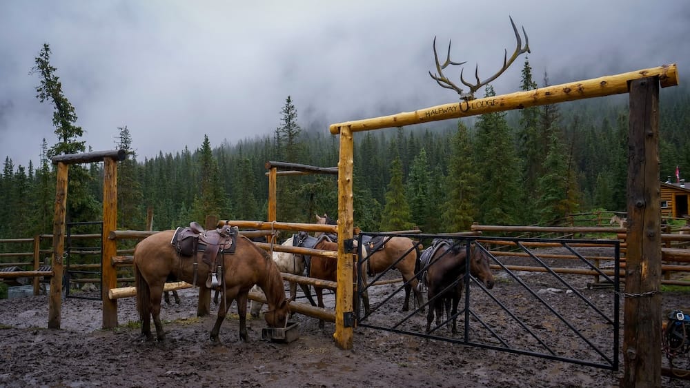 Corral de Halfway Lodge, caballos ensillados, Banff Trail Riders, Parque Nacional Banff, Alberta, Canadá Caballos ensillados están parados en el corral embarrado en Halfway Lodge bajo una niebla baja en el Parque Nacional Banff, Alberta, Canadá, durante una excursión a caballo por el interior con Banff Trail Riders.