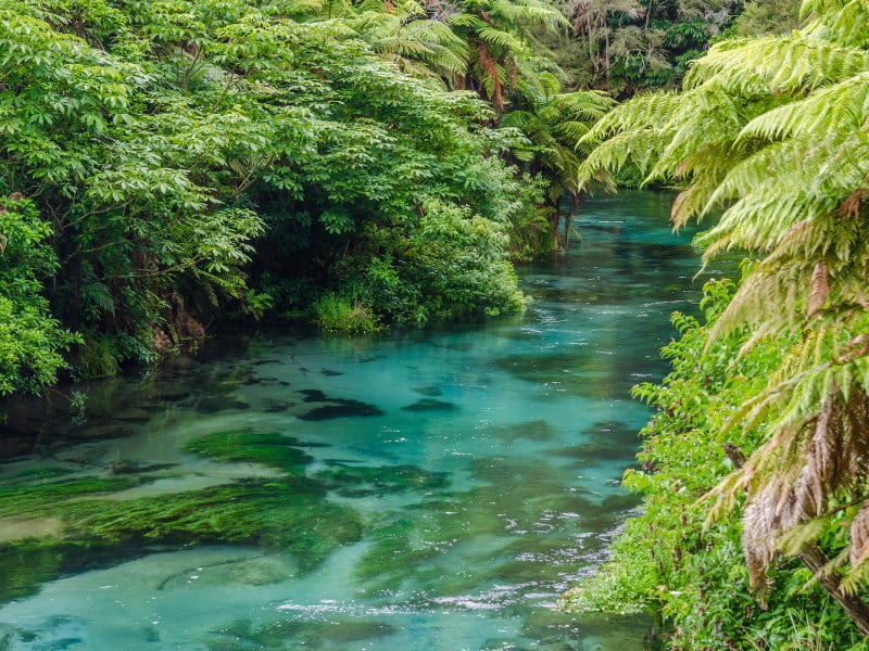 Hamilton Blue Spring amidst lush green scenery in New Zealand 