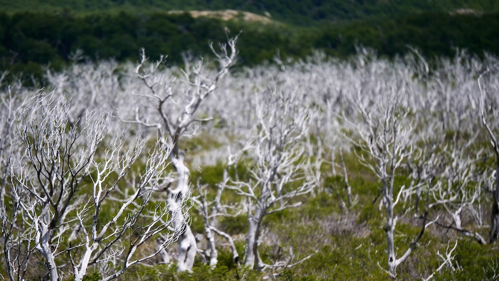 El Chaltén, Patagonia, Argentina – pale wind-sculpted Lenga trees growing sideways in the haunted forest along the Laguna Torre trail, their twisted white branches shaped by relentless Patagonian winds