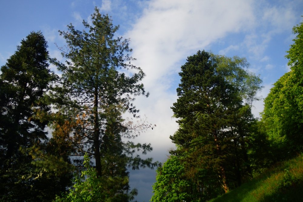 Heading out to the forest was a wonderful green escape from the center of the city in Freiburg, Germany