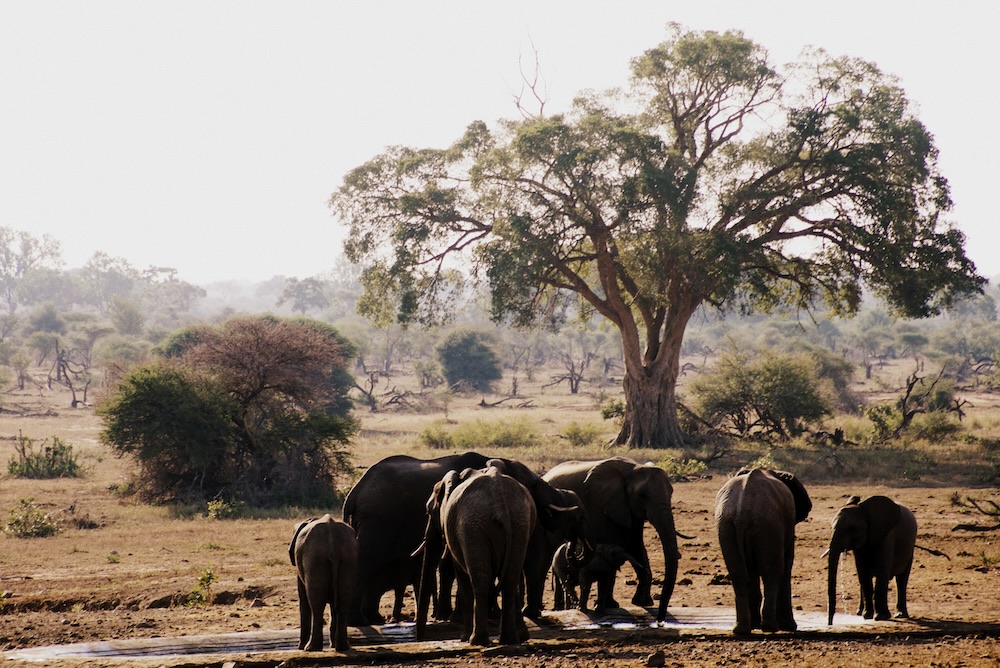 A herd of elephants Nomadic Samuel spotted while on safari in Africa 