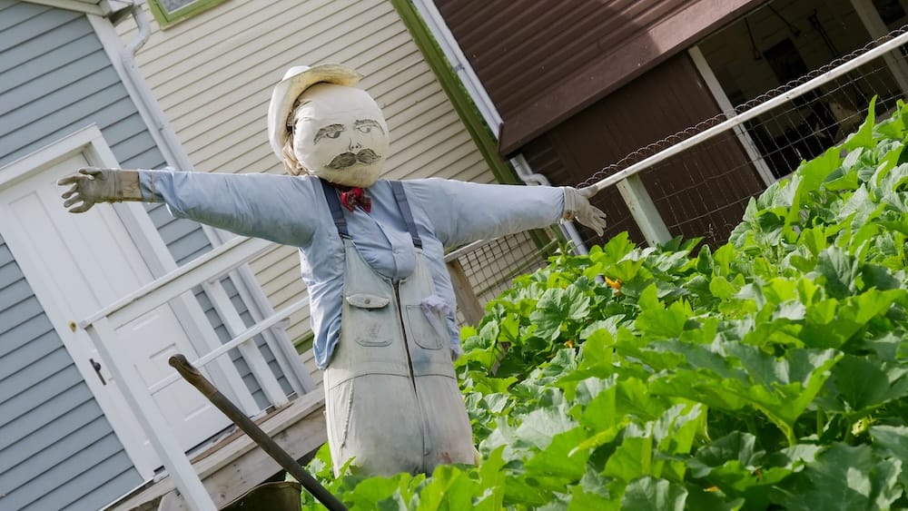 Scarecrow standing beside a lush garden plot in the farm area of Heritage Park Historical Village in Calgary, Alberta, Canada, with historic wooden buildings behind.