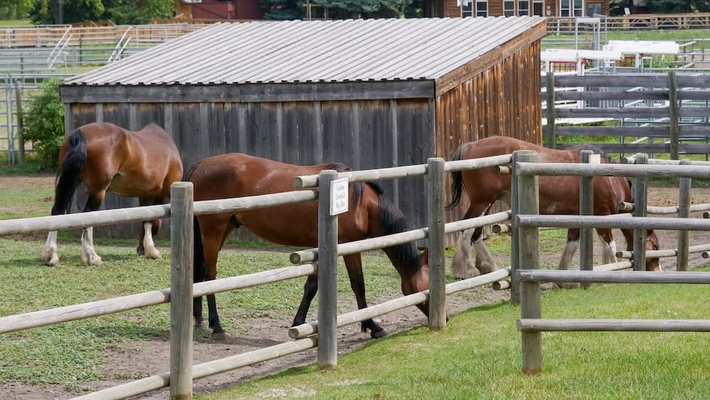 Three horses standing inside a fenced paddock in the Ranch and Farm Life area of Heritage Park Historical Village in Calgary, Alberta, Canada, with wooden farm buildings behind.