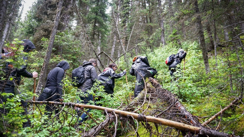 Árbol caído, subida por el bosque, sendero al lago Matthias, Halfway Lodge, Parque Nacional Banff, Alberta, Canadá Senderistas con ropa de lluvia esquivan un árbol caído y maleza densa en la subida boscosa hacia el lago Matthias cerca de Halfway Lodge en el Parque Nacional Banff, Alberta, Canadá.
