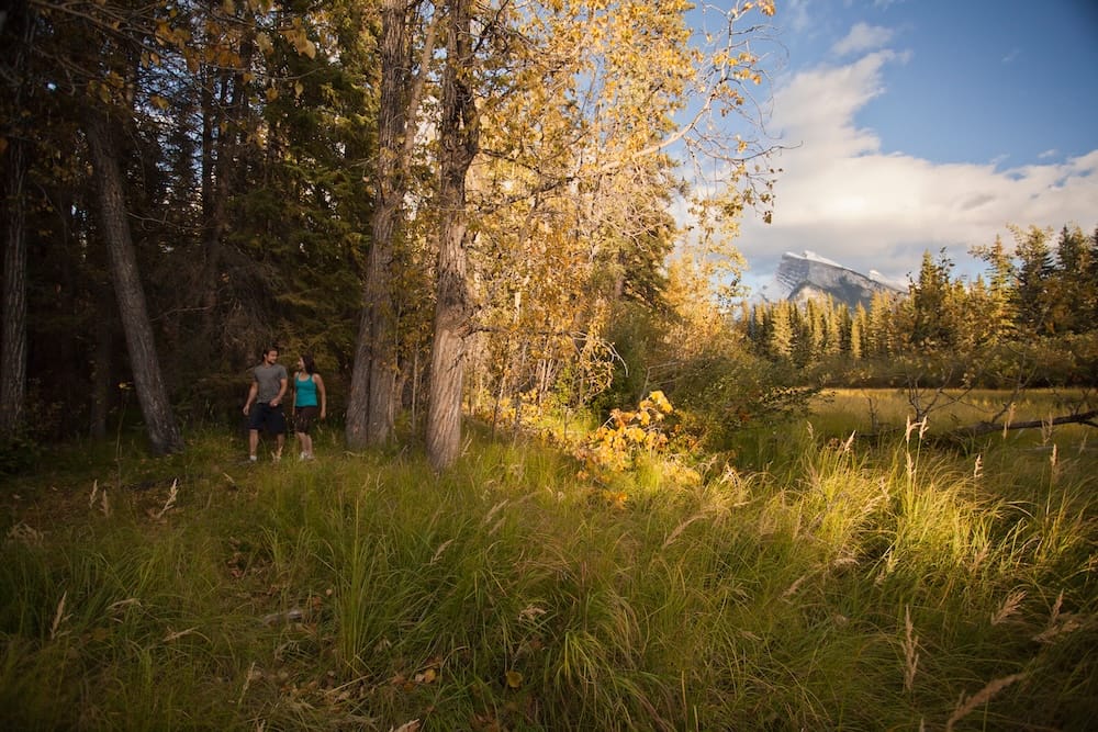 Two hikers walk through tall golden grasses and aspen trees on the Fenland Trail, with a snow-dusted mountain visible above the forest near Banff, Alberta, Canada.