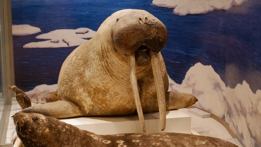 A large preserved walrus with long ivory tusks displayed behind a seal specimen at the Hokuyo Museum in Hakodate, Hokkaido, Japan, with an illustrated Arctic seascape and floating ice in the background.