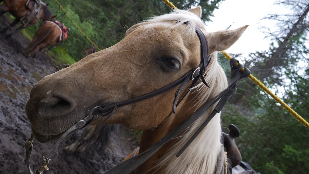 Hollywood the palomino horse on a Banff Trail Riders backcountry horseback trip in Banff National Park, Alberta, Canada Hollywood, Samuel Jeffery’s quirky horse on the Banff Trail Riders backcountry horseback trip, stands in close-up with a blond mane and bridle, tied among muddy forest trees in Banff National Park, Alberta, Canada.