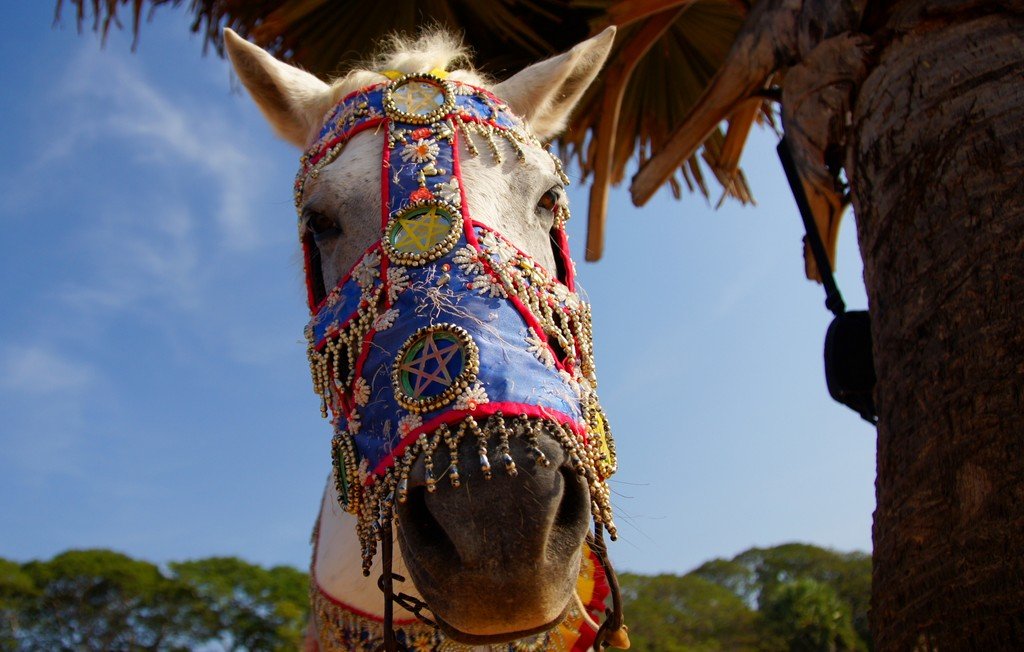 Horses and other animals wearing decorative masks are common place in Angkor Wat 