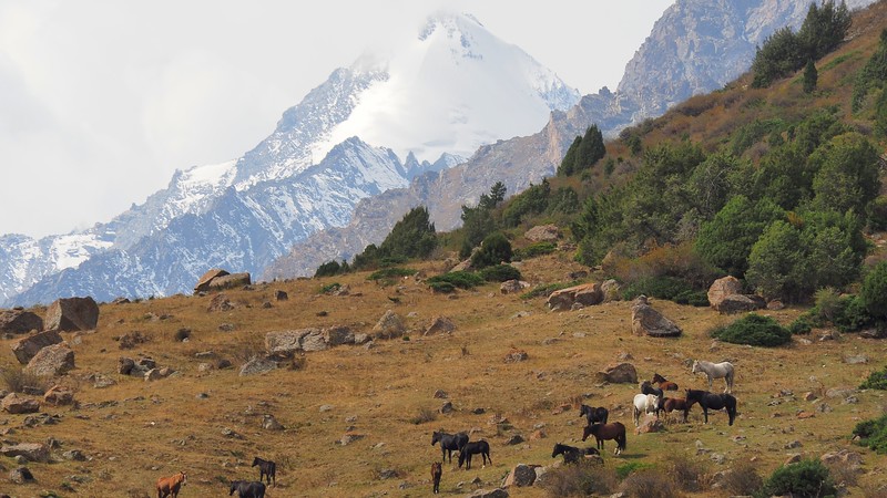 Horses and snow capped mountains during our Issyk-Ata Gorge trekkking adventure in Kyrgyzstan