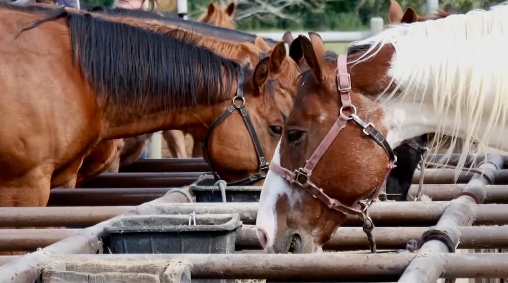 Caballos en corral, establos de Banff Trail Riders, Banff, Alberta, Canadá Varios caballos se agrupan de cerca junto a la cerca metálica de un corral en Banff, Alberta, Canadá, en los establos donde comienzan las cabalgatas de Banff Trail Riders.