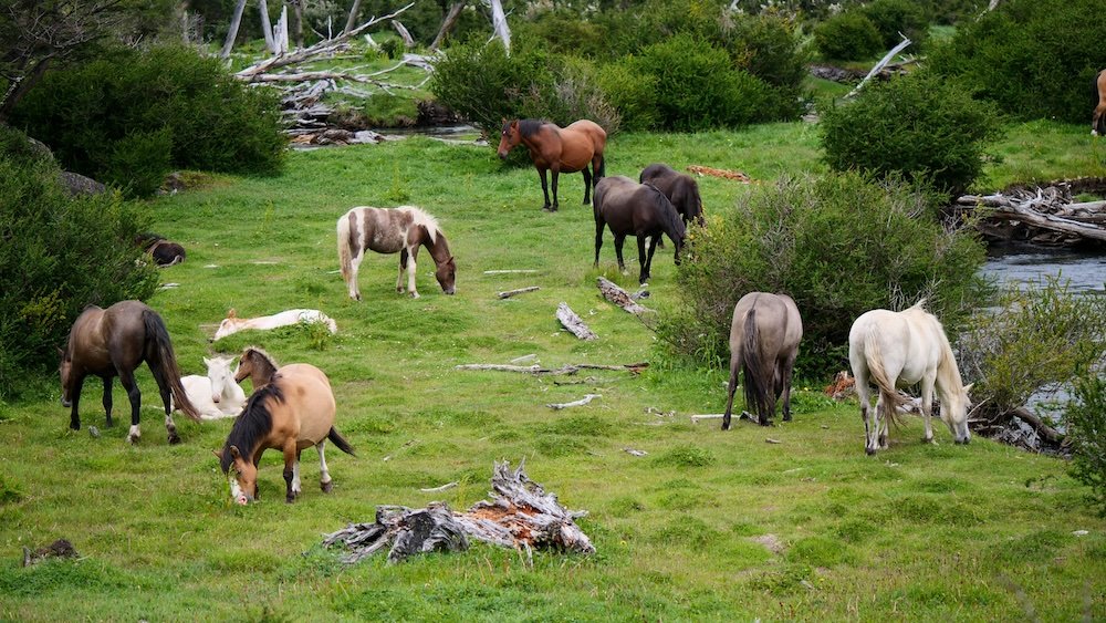 Horses having a drink by the river in Ushuaia, Argentina 