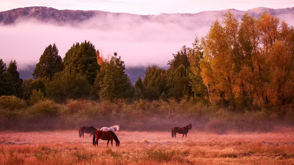Horses with morning fog and mist and beautiful colours in Patagonia, Argentina 