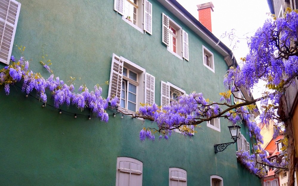 House and colorful trees blossoms in Freiburg, Germany 