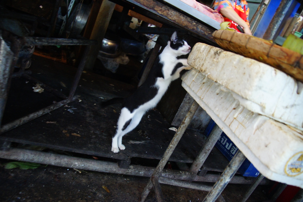 I think I smell fish! :P Cat thinking of leaping up to grab a fish from the wet market in Bangkok, Thailand 