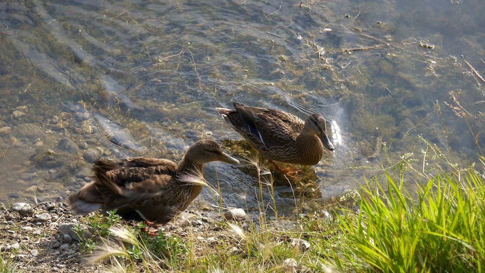 Idlewild Park in Cranbrook, British Columbia, where two ducks wade along the shallow shoreline, highlighting the calm water, natural vegetation, and everyday wildlife encounters that make this local park such a peaceful place to explore.
