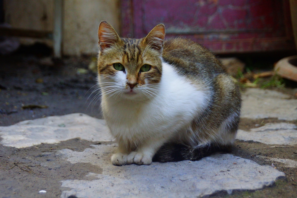 In order to spot a cat we didn't have to wander or look very far. In fact, at certain times of the day - especially early in the morning - it was more common to be outnumbered by cats in Istanbul