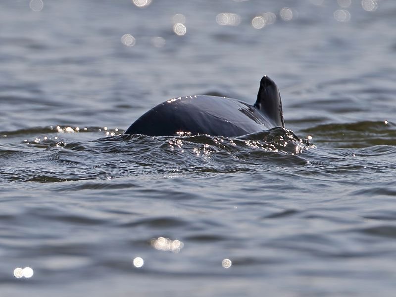 Irrawaddy Dolphins surfacing in Kratie, Cambodia is a top thing to do 