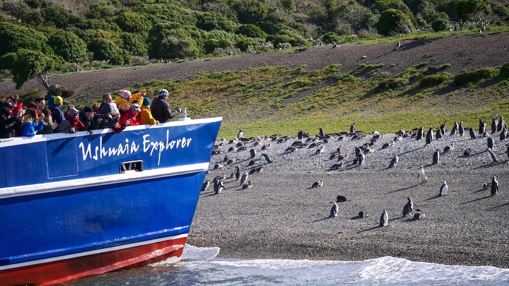 Passengers on a Beagle Channel boat watch Magellanic penguins along the stony shore of Isla Martillo, Tierra del Fuego, Patagonia, Argentina, showing the sail-by wildlife view available from longer Ushuaia cruises.