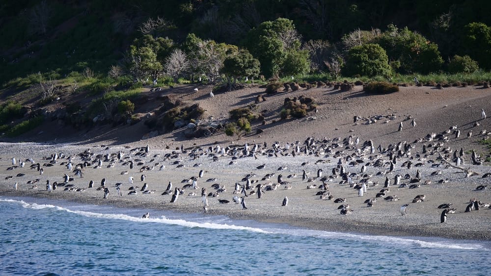 Colonia de pingüinos de Magallanes en Isla Martillo, cerca de Ushuaia, Tierra del Fuego, Patagonia, Argentina, vista desde un barco Una vista amplia de pingüinos de Magallanes dispersos por la costa pedregosa de Isla Martillo, cerca de Ushuaia, Tierra del Fuego, Patagonia, Argentina, observados desde el agua con árboles y vegetación baja detrás.