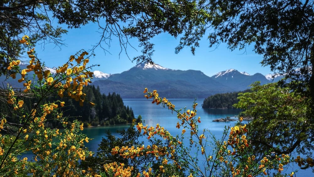 Isla Victoria and Nahuel Huapi Lake framed by Cytisus flowers near Bariloche, Patagonia, Argentina Yellow Cytisus flowers frame a blue inlet of Nahuel Huapi Lake near Isla Victoria and the Arrayanes Forest in Bariloche, Río Negro, Patagonia, Argentina, with wooded islands and snow-streaked mountains beyond.