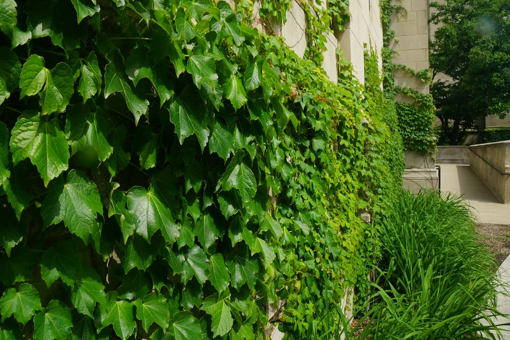 Ivy on a building located on campus at the University of Chicago