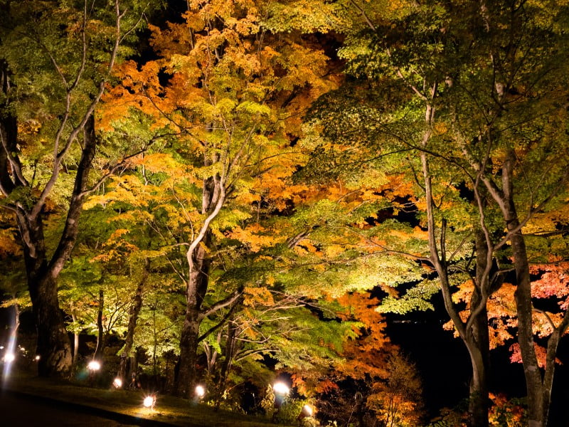Japan autumn leaves festival with bright colours at night