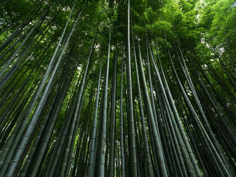 Scenic bamboo forest in Japan is a must-visit attraction for visitors