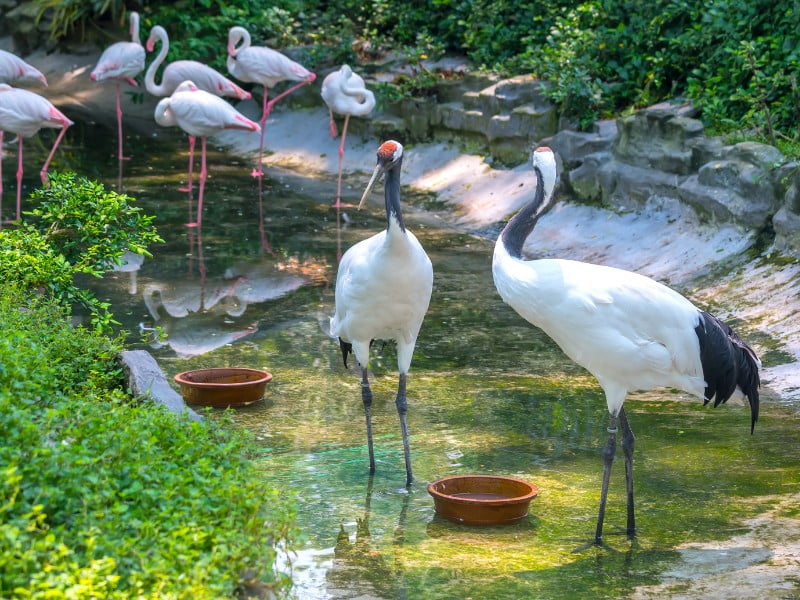 Japanese Cranes In A Wildlife Sanctuary in Japan 