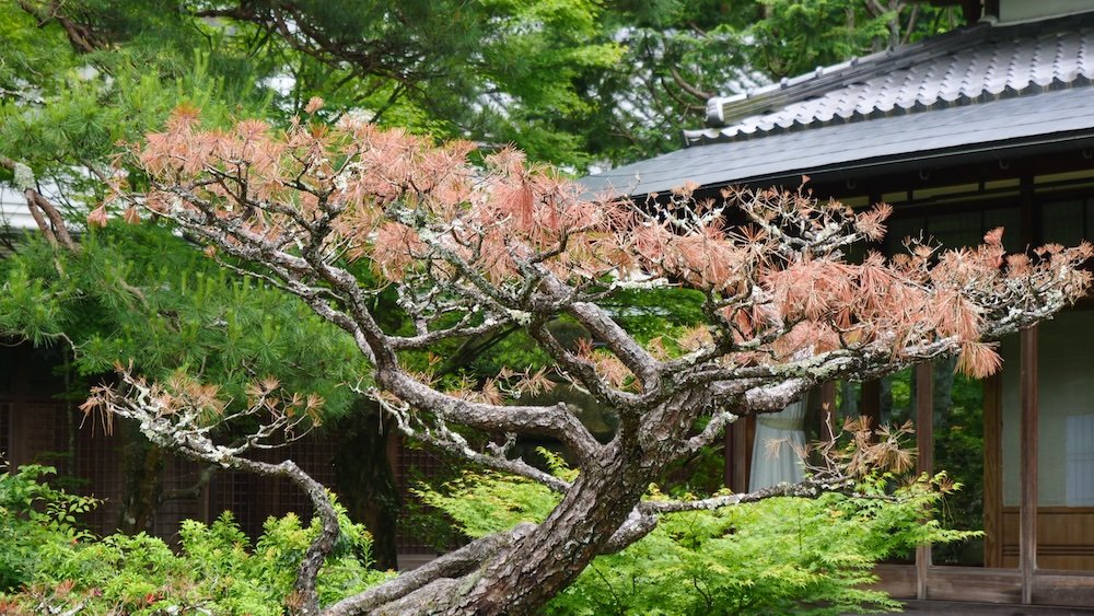 Japanese gardens in Nara, Japan 