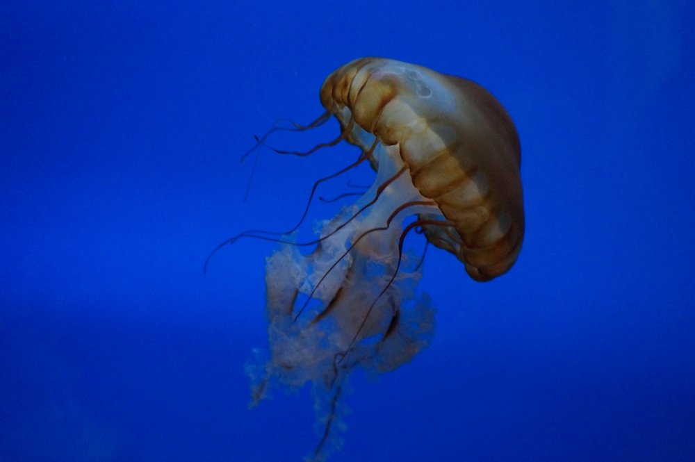 Jellies moving around at the Shedd Aquarium in Chicago