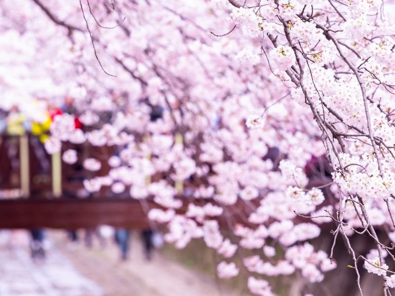 Jinhae cherry blossoms macro shot details 