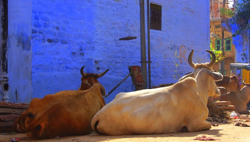 Jodhpur Blue City ground level cows hanging out