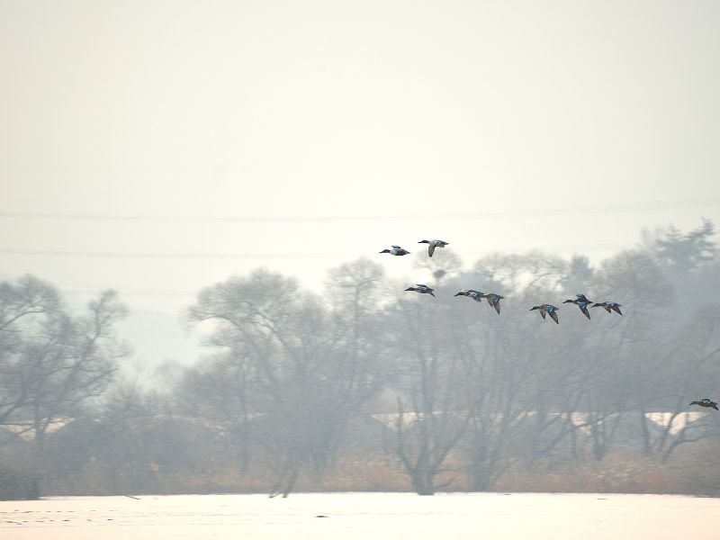 Junam Wetlands Park reserve birds in flight