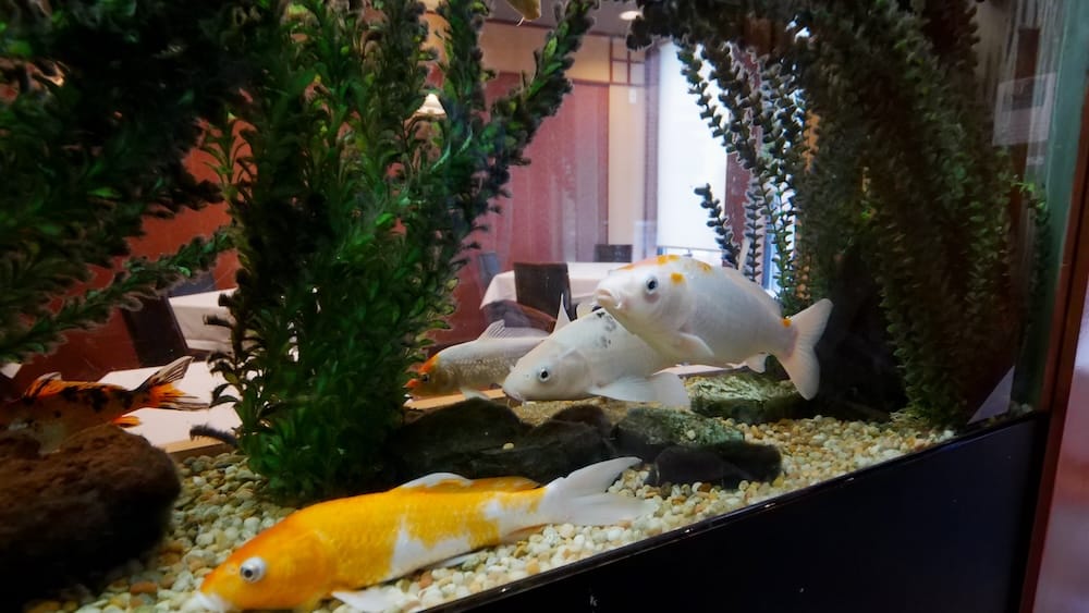 Koi Fish Tank at Silver Dragon Restaurant, Chinatown, Calgary, Alberta, Canada A koi fish tank with orange and white koi swimming among aquatic plants, part of the dining room decor at Silver Dragon Restaurant in Chinatown, Calgary, Alberta, Canada.