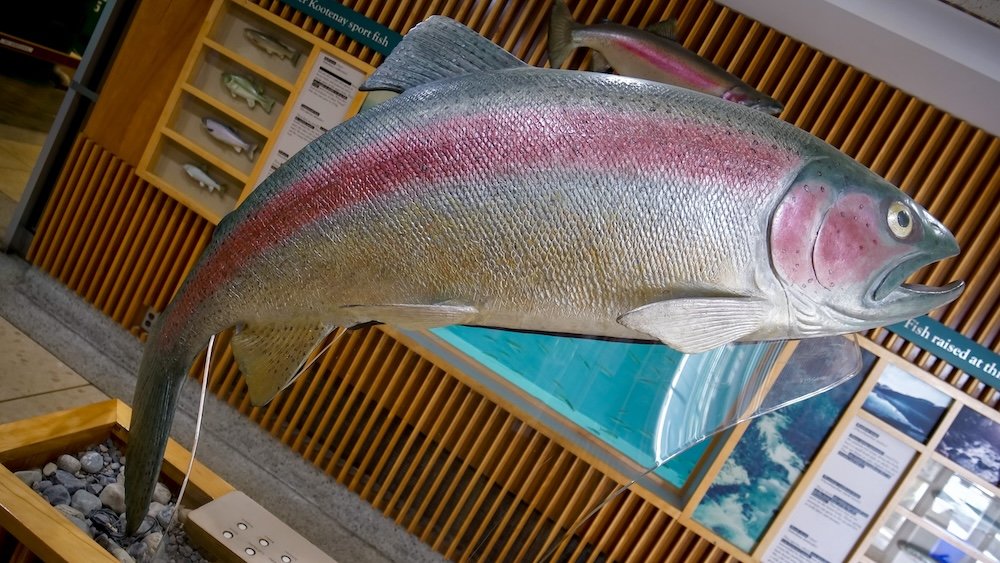 Kootenay Trout Hatchery in Cranbrook, British Columbia, showcasing a large rainbow trout display inside the visitor centre, highlighting local fish conservation, educational exhibits, and why this interactive stop makes an easy, family-friendly, and weather-proof day trip from Fernie.