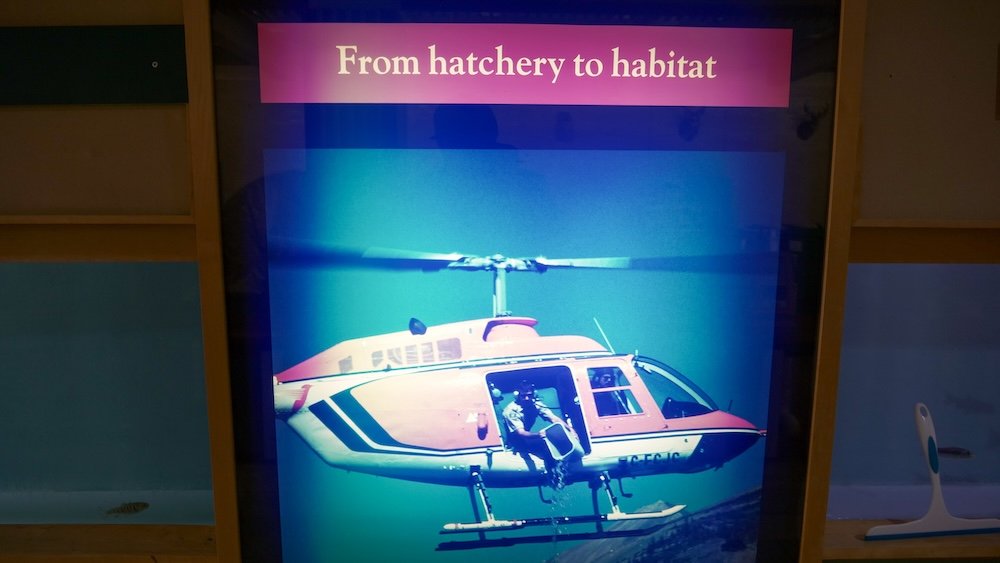 Helicopter display inside the Kootenay Trout Hatchery Visitor Centre near Cranbrook, BC, explaining how hatchery-raised trout are transported from the facility to remote lakes and habitats across the East Kootenays for stocking.