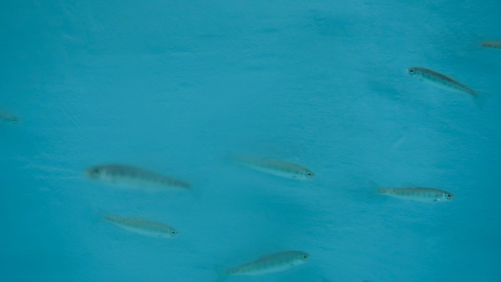 Tank inside the Kootenay Trout Hatchery near Cranbrook, BC, showing young trout swimming in clear blue water as part of the indoor rearing process, giving visitors a close-up look at early life stages in a working hatchery.
